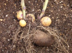 インカのめざめ種芋　20071208