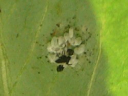 テントウ虫の孵化20070505