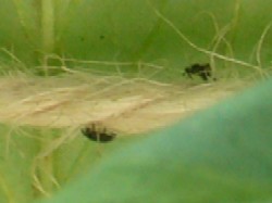 テントウ虫の幼虫　20070505