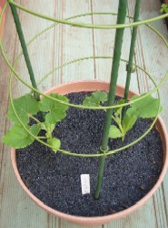 栗カボチャ植付け　20080518