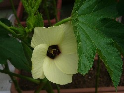 20090823オクラ花