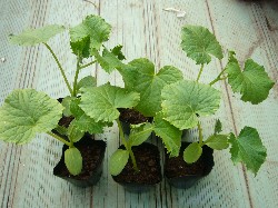 20090430キュウリ苗