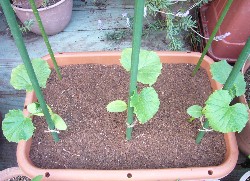 20090430キュウリ植付右（ピートモスマルチ）