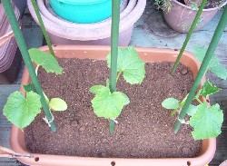 20090430キュウリ植付左（ピートモスマルチ）