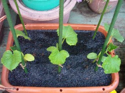 20090430キュウリ植付左（薫炭マルチ）