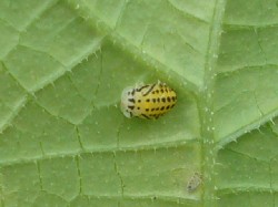 20090830キイロテントウ蛹