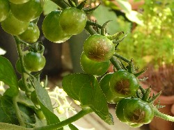 ミニトマト尻腐れ病20070617