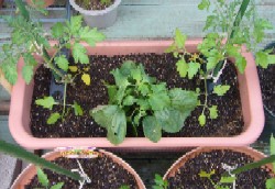 ミニトマト植付　20070505