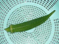 オクラ　20070701