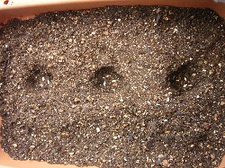 20090919　キュウリ第4弾種蒔き