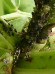 ヒメカノコテントウ幼虫？20070512
