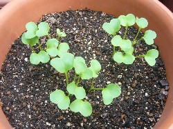 20090919　ダイコン第1弾