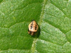 20090919　ナミテントウ蛹
