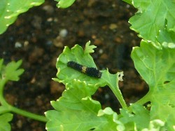 パセリ害虫　20070915