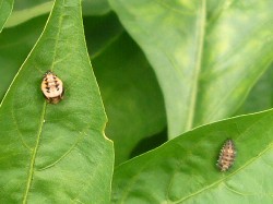 20090919ナミテントウ蛹