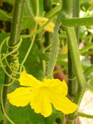 20090607キュウリ雌花