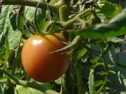 20090920桃太郎色付き