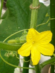 20090607キュウリ雄花
