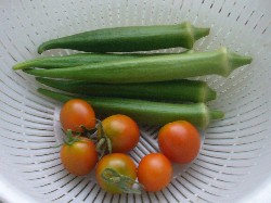 20090912　今朝の収穫