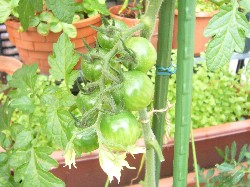 20090606ミニトマト