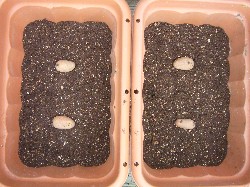 20090215インカのひとみ植付菜園プ（2個）