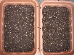 20090215インカのひとみ植付菜園プ