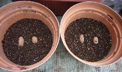 20090215インカのひとみ植付12号輪鉢（1.5個）