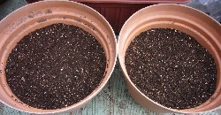 20090215インカのひとみ植付12号輪鉢