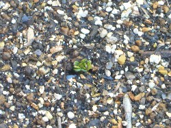 20090315インカのひとみ出芽