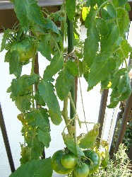 桃太郎　20071125