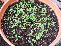 20090924ルッコラ発芽