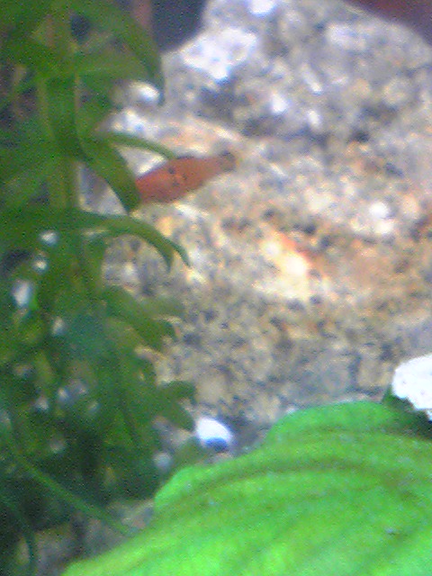 稚魚(レッドミッキー)