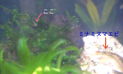 稚魚3