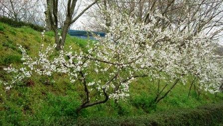 若桜