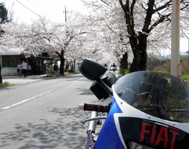 100410桜トンネル.jpg