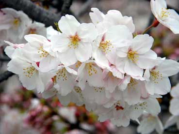 sakura3