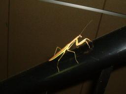 ｶﾏｷﾘ