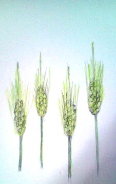 麦の穂1.JPG