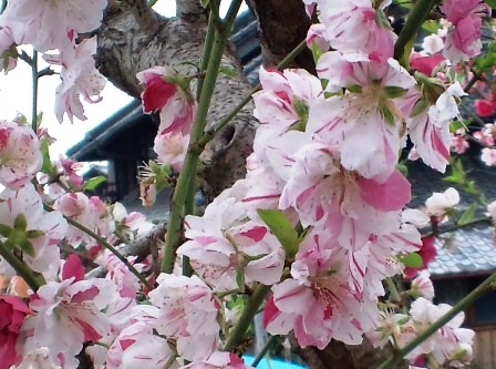 桃の花.JPG