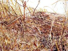20091008枯れた雑草.jpg