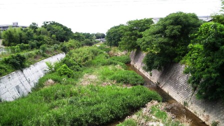 天野川・私市橋より.jpg