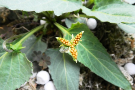 その後の「明日香のスミレ」 (2).JPG