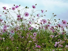 20101007コスモスの花言葉.jpg
