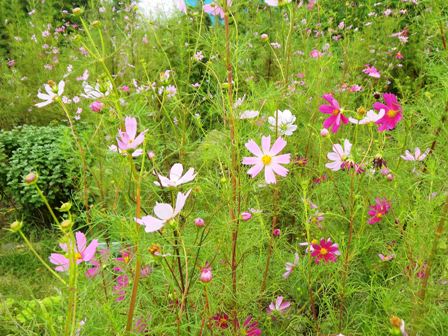コスモス.JPG