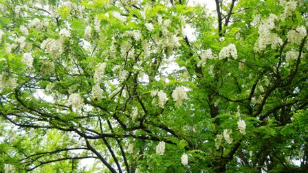 006アカシアの花・五福公園.JPG