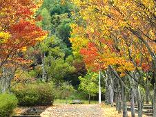 20091105公園に人の気失せて夕紅葉.jpg