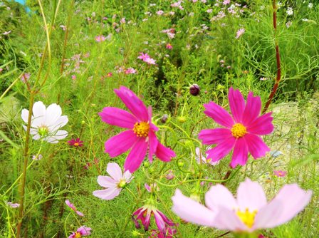 コスモス (2).JPG