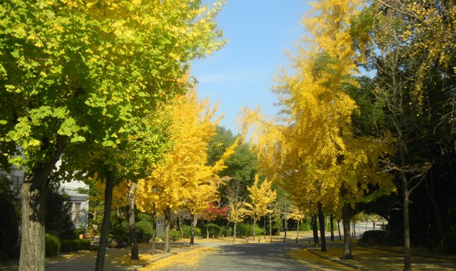 大阪城公園の黄葉.JPG