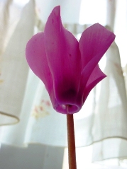 20111116シクラメン.jpg