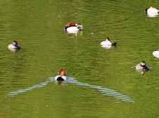 20091106媛眠る陵とは知らぬ浮寝鳥.jpg